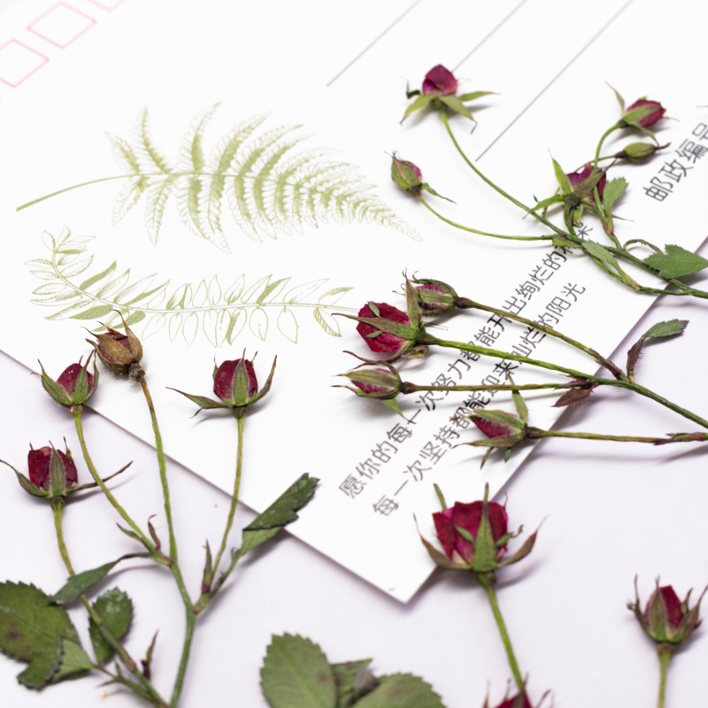 ดอกกุหลาบแห้ง 12 ชิ้น ก้านดอกห - Resin Art Of Rose บทวิจารณ์และราคา