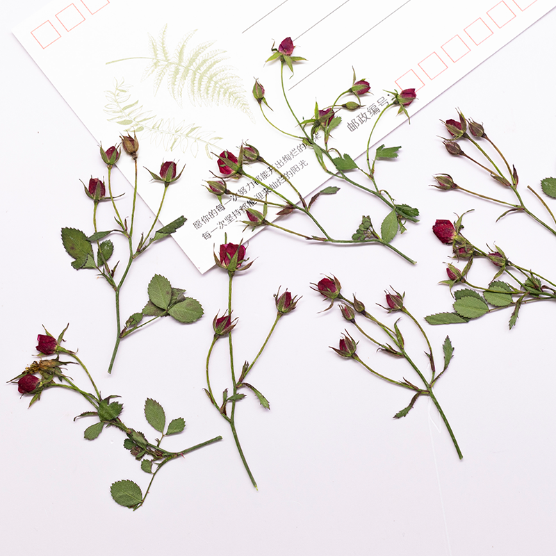 ดอกกุหลาบแห้ง 12 ชิ้น ก้านดอกห - Resin Art Of Rose บทวิจารณ์และราคา